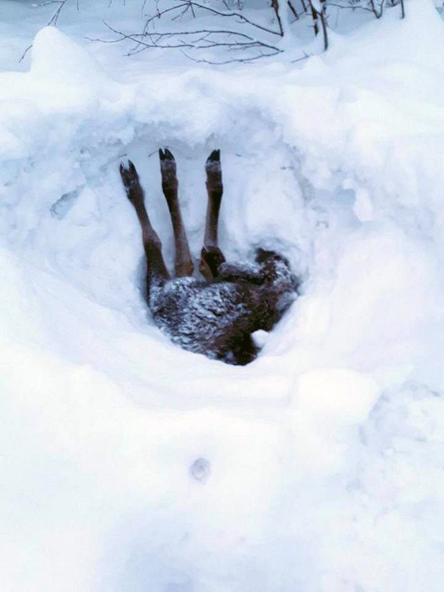 driver rescues baby moose trapped snow