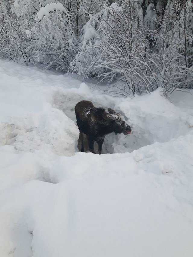 driver rescues baby moose trapped snow