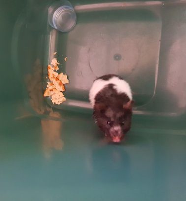 hamster found in garbage can