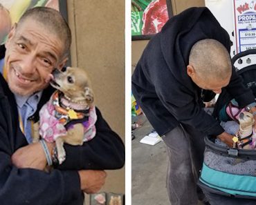Generous Citizens Raised Money To Purchase A Special Stroller For Homeless Man’s Dog