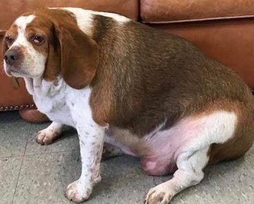 Beagle Saved From Being Euthanized Because He Was Too Fat