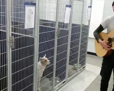 Shelter Dogs Have The Sweetest Reaction After Being Serenaded By Officer