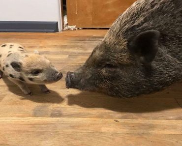 Orphaned Piglets Find Love From A New Mom