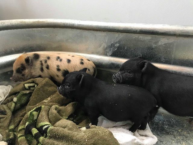 pig decides to mother orphaned piglets