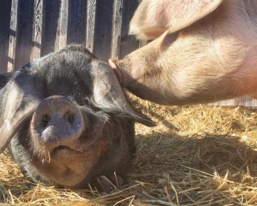 Pig Saved His Food To Give To His Starving Friend
