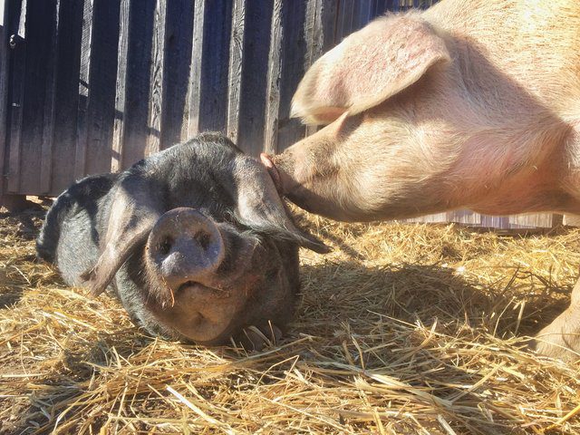 pig shared food with friends