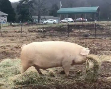 Loving Pig Helps His Sick Brother By Feeding Him Lunch Everyday