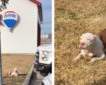Abandoned Pit Bull Waited Days To Be Rescued