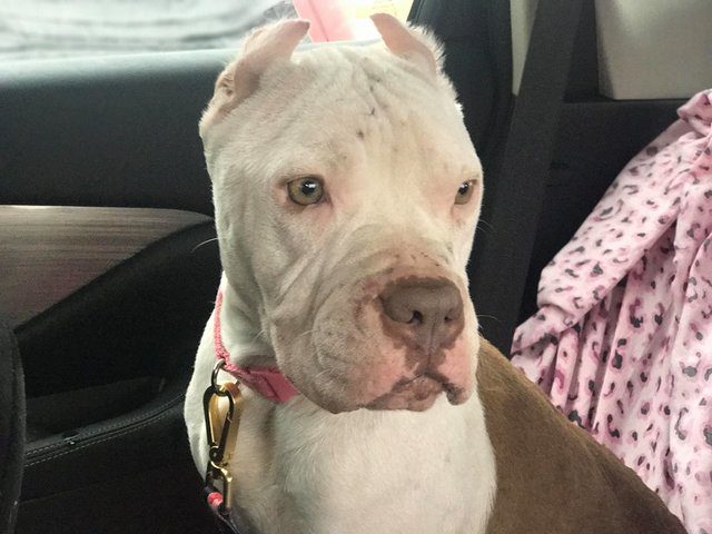 pit bull dumped outside office building