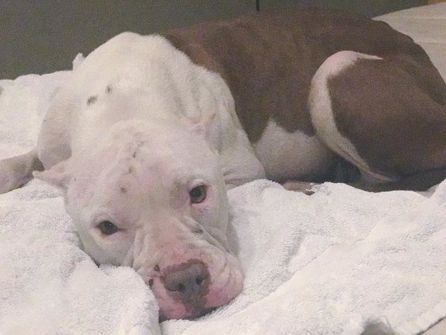 pit bull dumped outside office building
