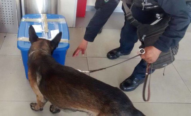 police dog finds tiger cub