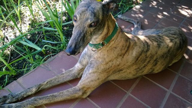 racing greyhound saves owner's life