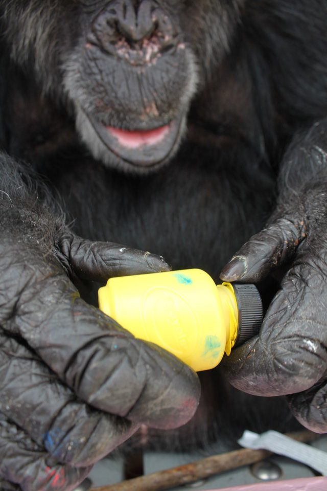 rescued chimp loves art