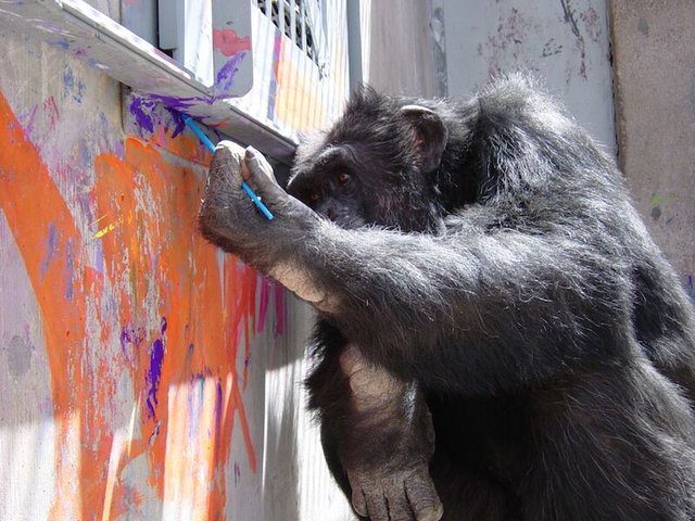 rescued chimp loves art
