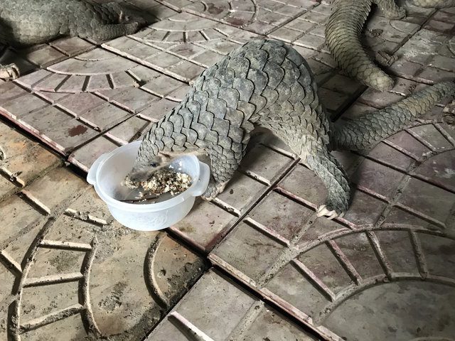 rescuers save pangolins