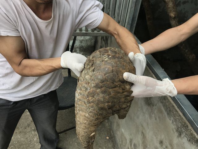 rescuers save pangolins