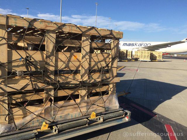 sheep packed into crates and exported