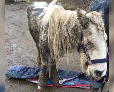 Sick, Blind Pony Abandoned By Cruel Owners