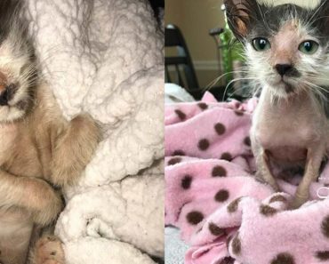 Kitten Almost Euthanized After Being Born With A Severe Case Of Ringworm