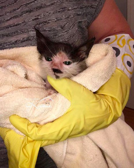 sick hairless kitten rescue
