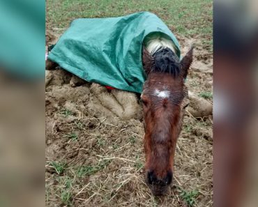 Heroes Rescue Young Horse Left In Field To Die