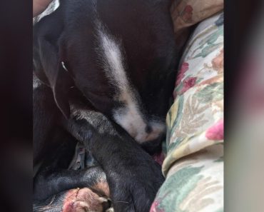 Extremely Ill Puppy Makes Miraculous Recovery