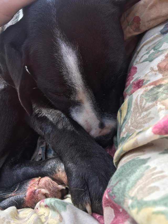 sick puppy found in blanket