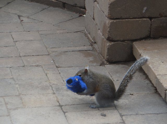 squirrel kidnaps dog toy
