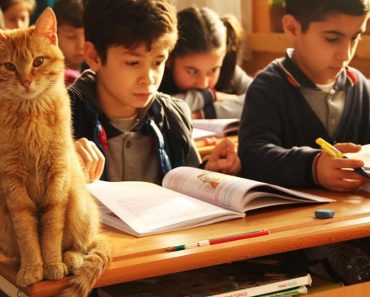 Students Adopt Cat That Wandered Their Class