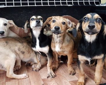 Before World Cup, Russia Plans On Euthanizing Thousands Of Helpless Dogs