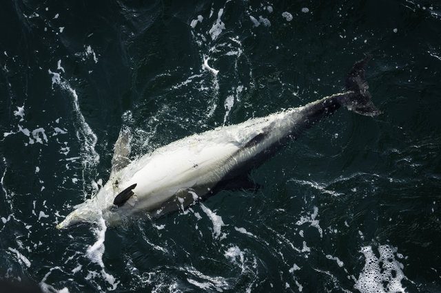 France dolphin killings