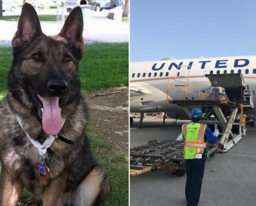 United Airlines Mistakenly Sends Dog To Japan Instead Of Kansas