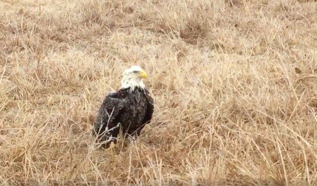 bald eagle stranded field