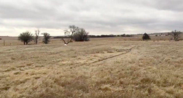 bald eagle stranded field