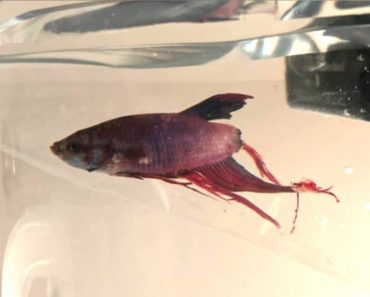 Woman Sees Betta Fish Suffering At Local Walmart And Decides To Change His Life