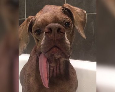 Dog With Somewhat Unusual Face Finds Forever Family Who Thinks He’s Perfect