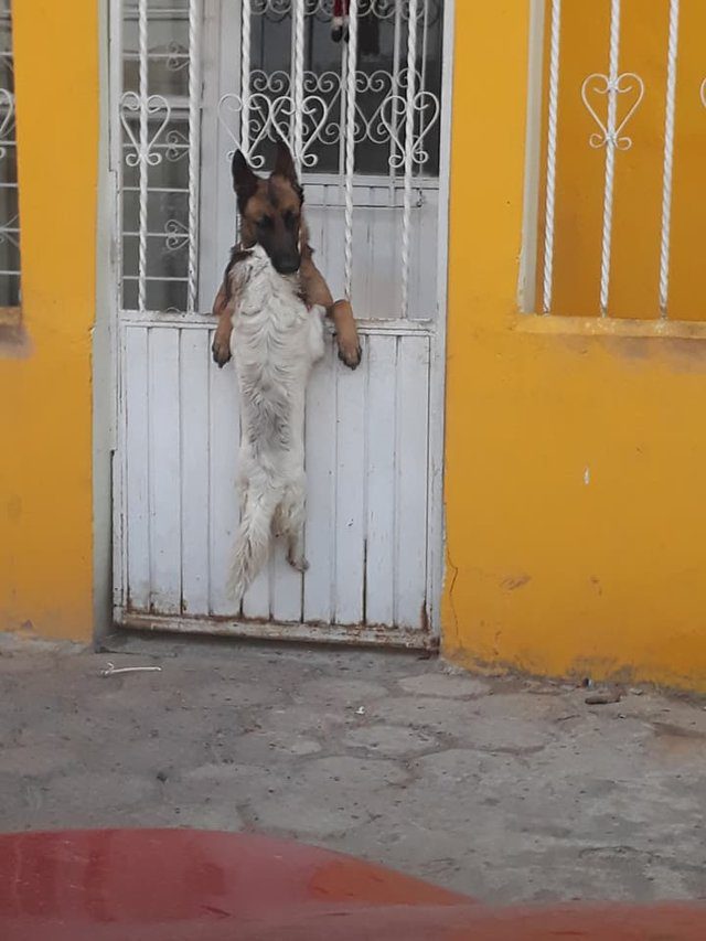 dog climbs fence visit friend