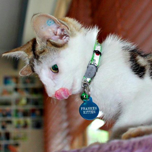 doubled-ear kitten