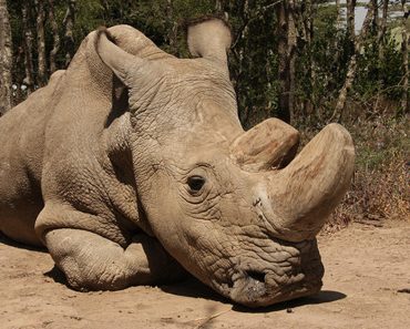The Last Male Northern White Rhino On Earth Is Really Sick