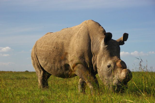 male northern white rhino