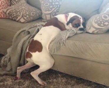 Dog Finds The Perfect Loophole For ‘No Dogs On The Couch’ Rule