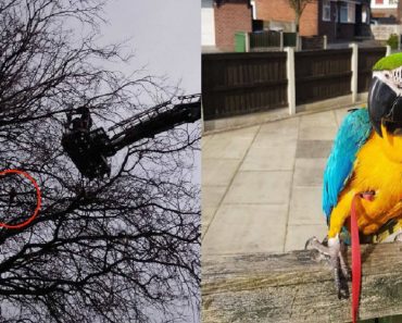 Parrot Flies Into Tree To Explore And Accidentally Gets Himself Stuck