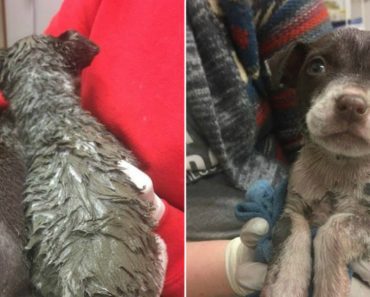 Puppies Found Covered In Latex Paint Are Thrilled To Be Clean Again