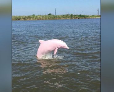 Extremely Rare Pink Dolphin Is Captured On Camera Swimming In A Louisiana Lake