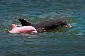 rare pink dolphin