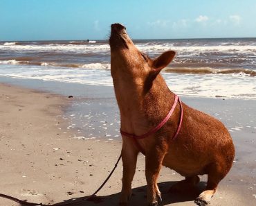 Rescue Pig Visits Beach For The First Time, Has The Time Of Her Life