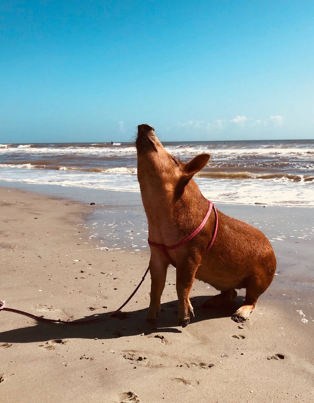 rescue pig goes beach