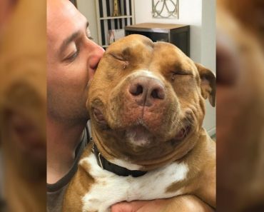 Sweet Pit Bull Mix Can’t Stop Smiling After Being Rescued From The Shelter