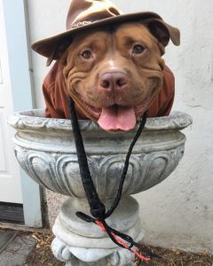 smiling pit bull rescue