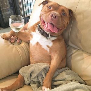 smiling pit bull rescue